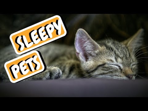 Pets Sleeping Compilation | Sleeping Pets | Pets Falling Asleep