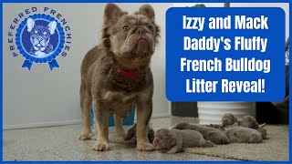 Izzy and Mack Daddy's Fluffy French Bulldog Litter Reveal!