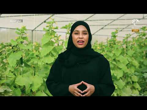 برنامج صباح الشارقة فقرة عالم النباتات الزراعة العضوية
