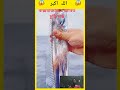 আল্লাহর কুদরত 😱😱#fish #viralvideo #viralshorts #youtubeshorts #shortsfeed #shorts