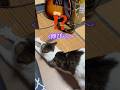最近カメラを通り過ぎた後に伸びぃ〜！をします😭カメラを意識されてます🤭#ねこのいる生活 #伸びる猫　#stretchcat
