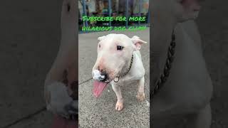 Funny Bull Terrier tries to lick cream off of nose will she succeed? #shorts #bullterrier
