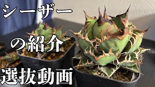 アガベのシーザーの紹介、選抜などをしている動画になります - YouTube