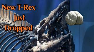 Rock Bottom News 5/26/2026 - New T-Rex Just Dropped! #tylosaurusrex #tylosaurus #trex #fossils