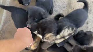 Oakley’s Water Elemental Litter! by Guesshaus 618 views 2 months ago 2 minutes, 22 seconds