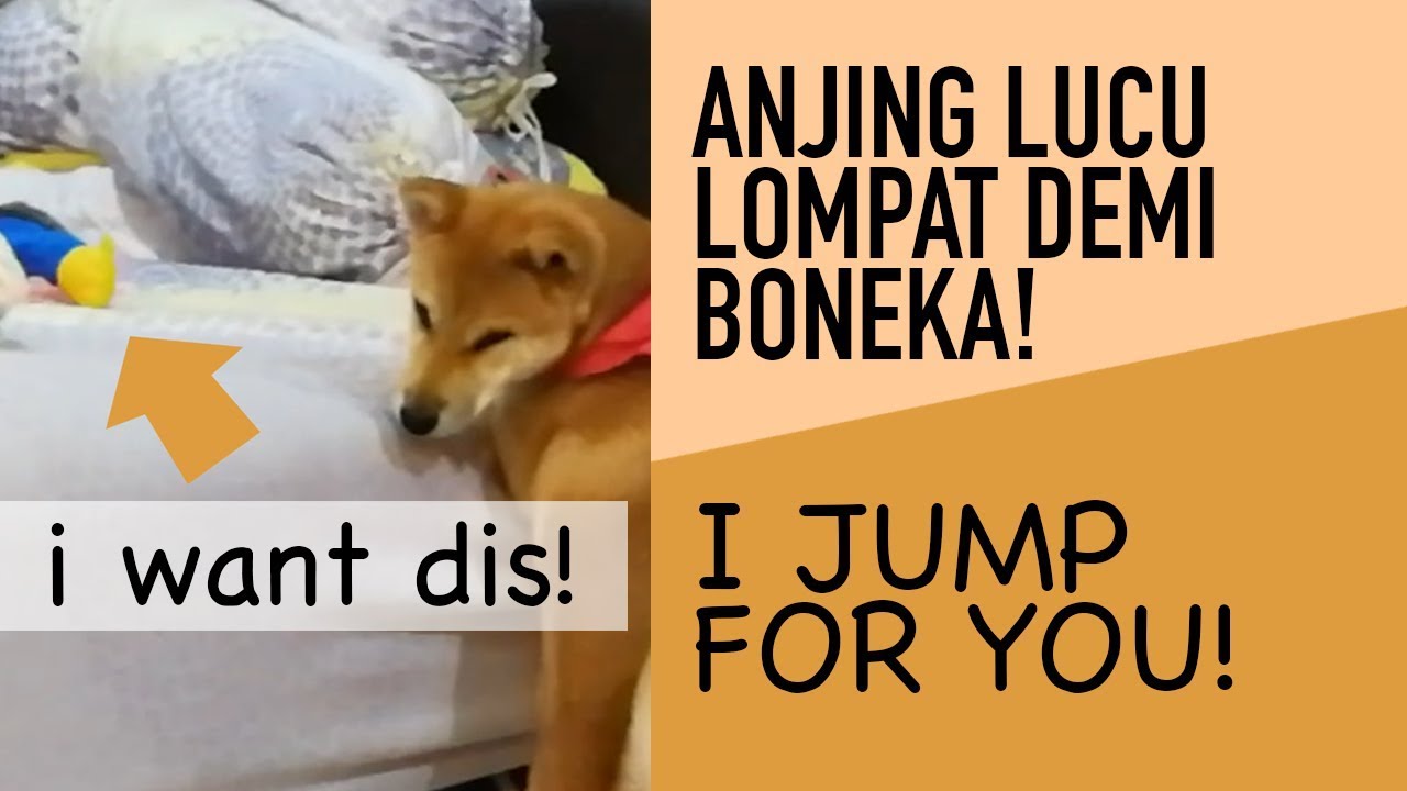 Hiken Shiba Jump For Doll Anjing Lucu Lompat Demi Boneka Youtube