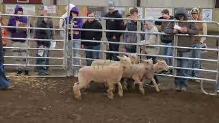 Section 9 2026 Breeding Ewes