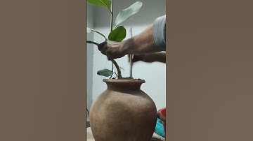 How to start cascade style bonsai ।। Banyan ।।  Ficus benghalensis।।