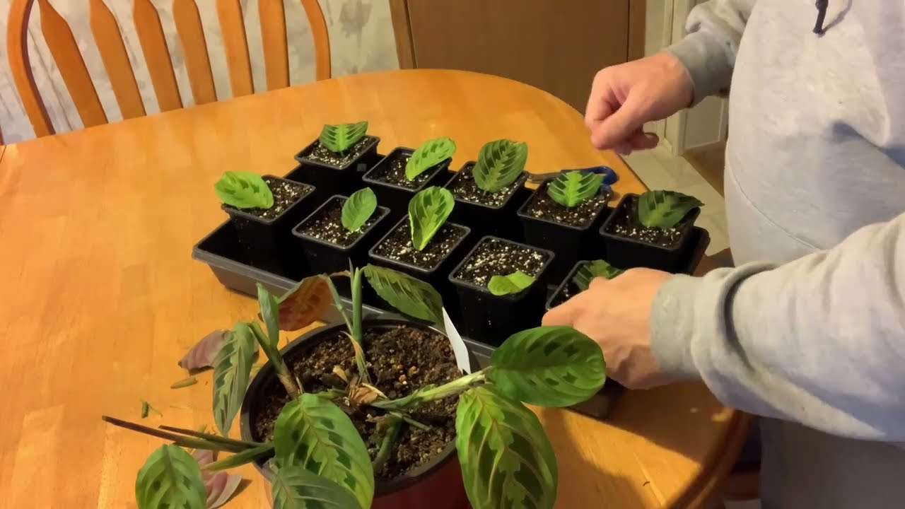 The best way to propagate prayer plants (Maranta leuconeura) YouTube
