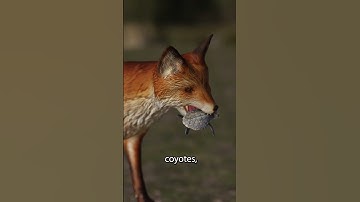 Can Turtle Shell Stop a Bullet?