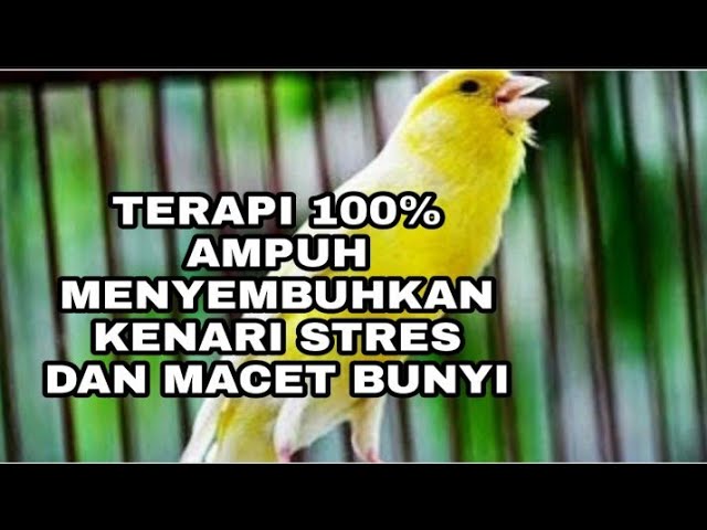 TERAPI AMPUH MENYEMBUHKAN KENARI MACET BUNYI class=