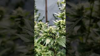 Semana 4 de floración. cultivo exterior de esquejes seleccionados.