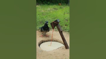 Create Easy Bird Trap - Pigeon Trap #simple trap #shorts #technique