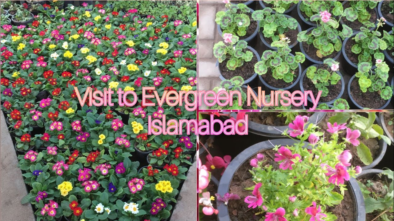 Visit to Evergreen Nursery Islamabad Happy.Gardening gardening visit