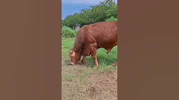 #youtube #shorts #short #shortvideo #sapi #sapisuper #sapimoo #sapijumbo #sapilimosin #sapisimental