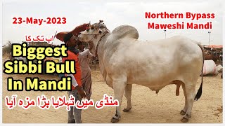 Mandi Ka Abtak Subse Bara Sibbi. Rates And Bargaining. Northern Bypass Maweshi Mandi 2023.