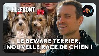Comment Crée-T-On Une Nouvelle Race De Chien ? - Sur Le Front Avec Hugo Clément