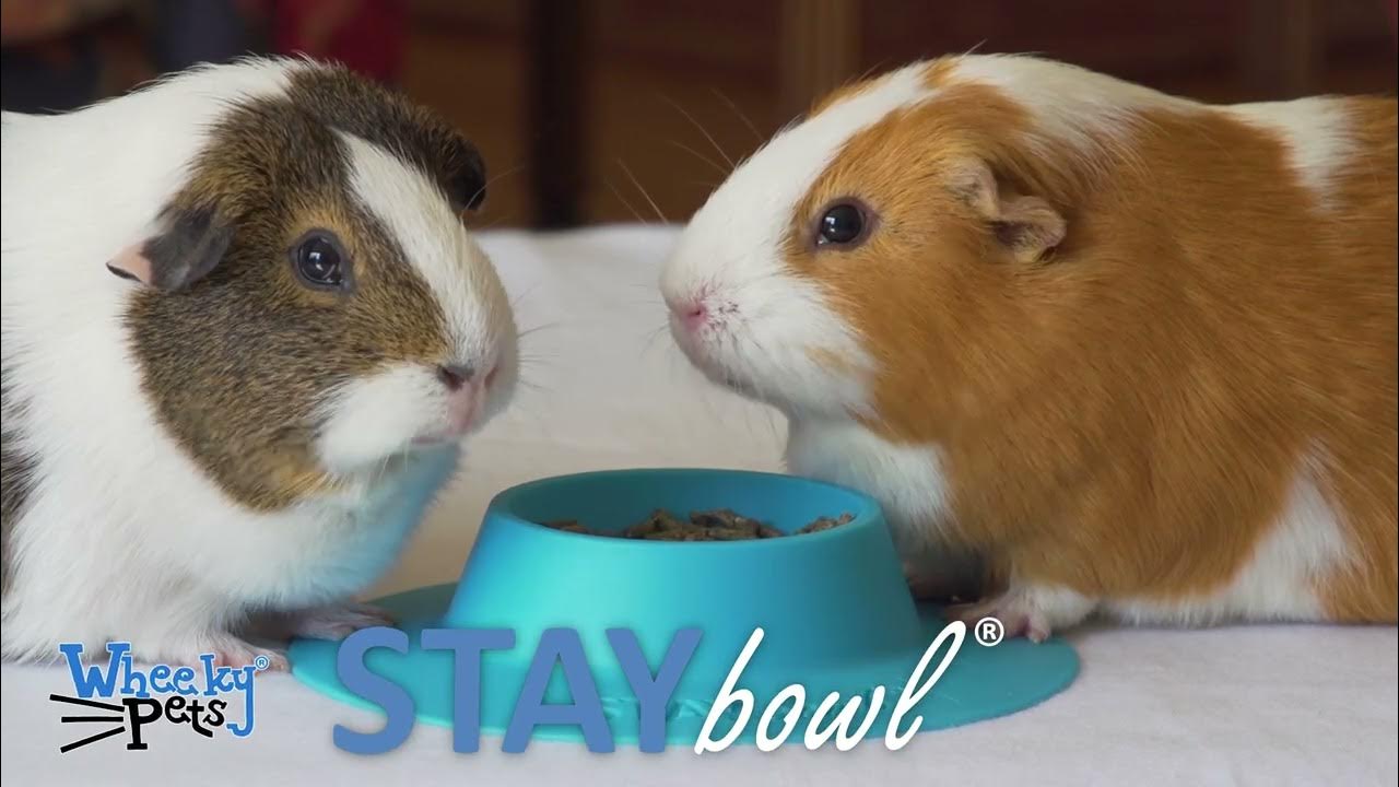 STAYbowl TipProof Bowl for Guinea Pigs and Small Pets YouTube
