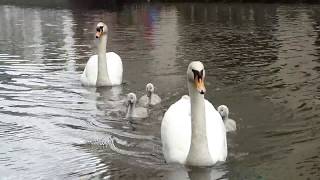 Swans on Regent&#39;s Canal, King&#39;s Cross