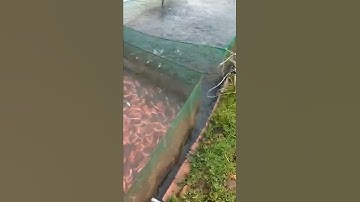 trại cá giống đắc nông, có bán đủ loại cá giống,vui lòng liên hệ sdt,0372076731, gặp sơn