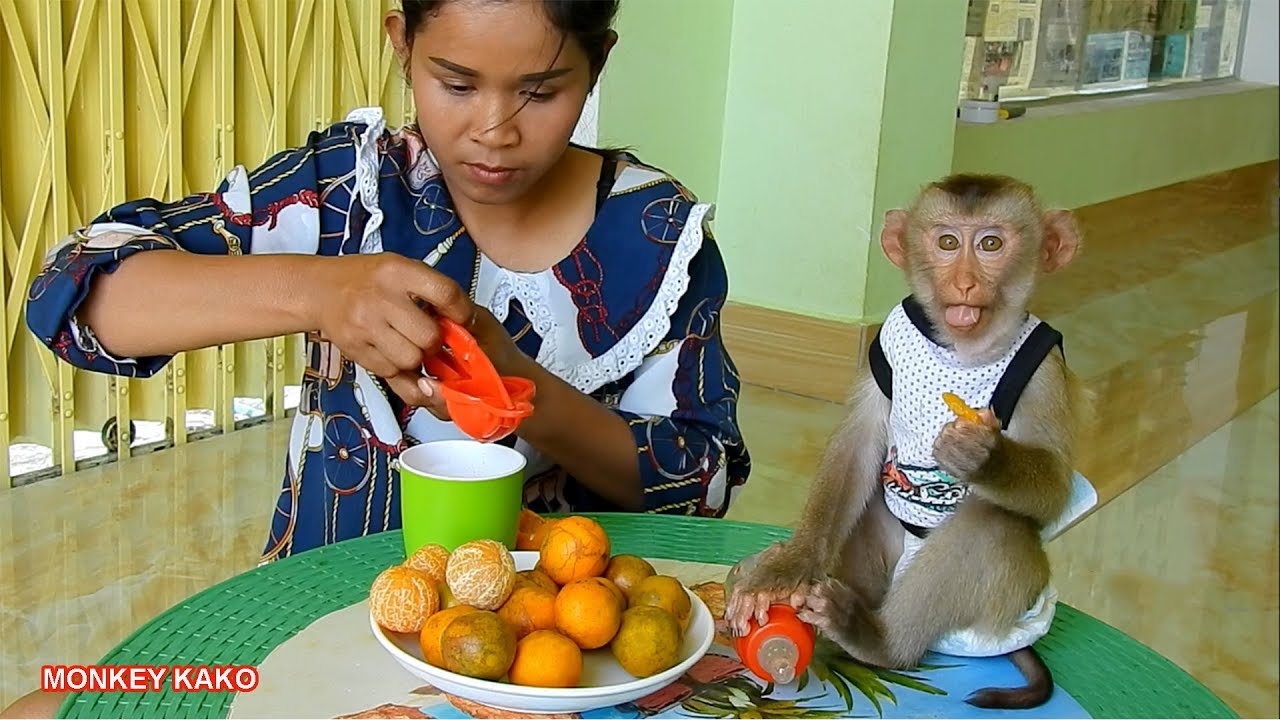 Lovely Mom Makes Orange Juice For Monkey Kako Very Delicious | Baby Monkey Eat Orange Fruits