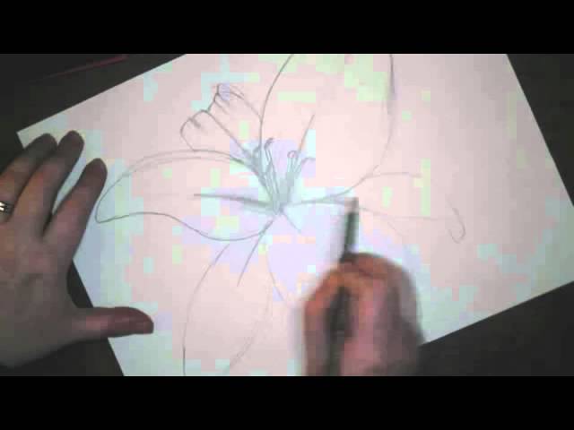 photo Tiger Lily Drawing Easy draw a tiger lily youtube