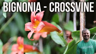 Crossvine  Bignonia capreolata