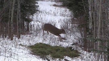Monster Buck Kill Shots from WV, KY, OH, and Canada- Slash Arrows Promo