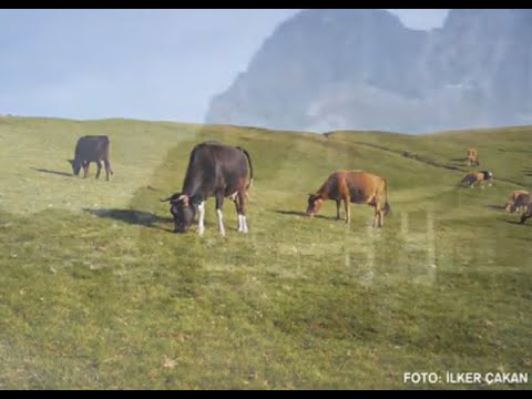 Giresun-Bulancak ilçesi Kovanlık Beldesi