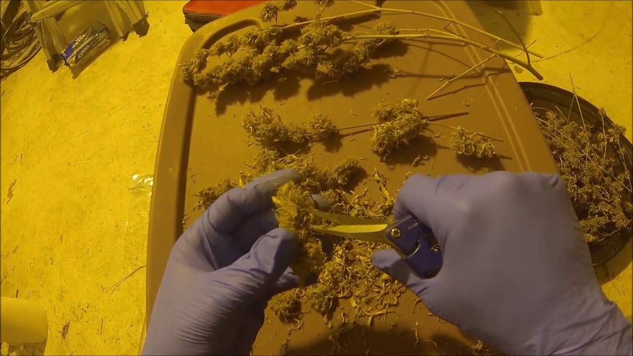 Trimming Tutorial and the Different Methods Used - YouTube