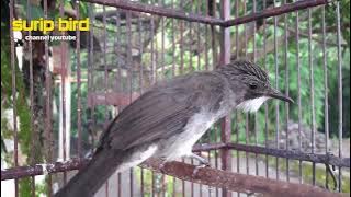 Brinji kekabu!!!berkicau nembak ngeroll.burung pemakan buah dan serangga