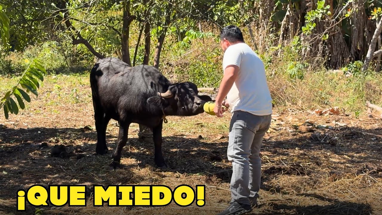 LOS BÚFALOS DE AGUA en EL SALVADOR | ¿Se venden? 