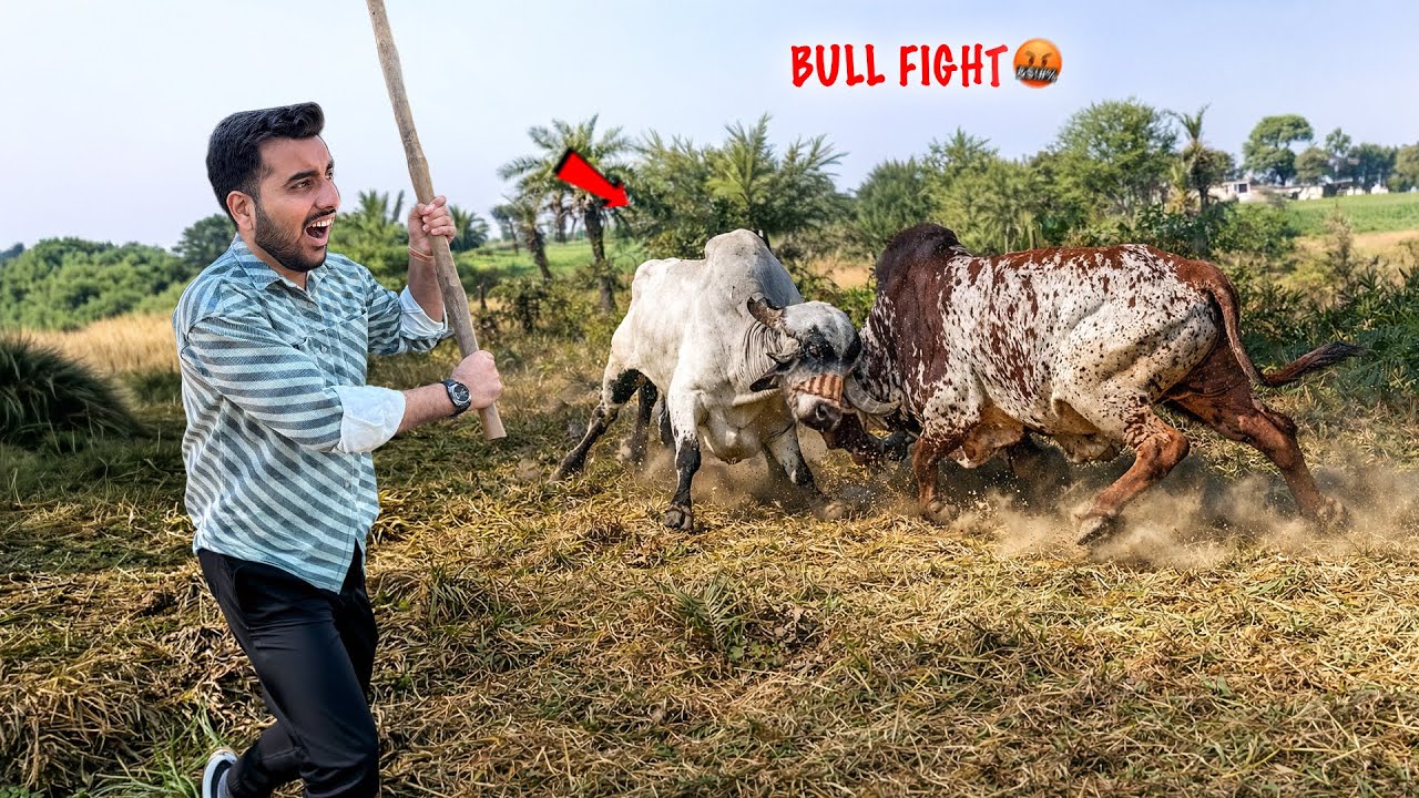 Anand VS Bheem Khatarnak Bull Fight🤬🐂⚔️