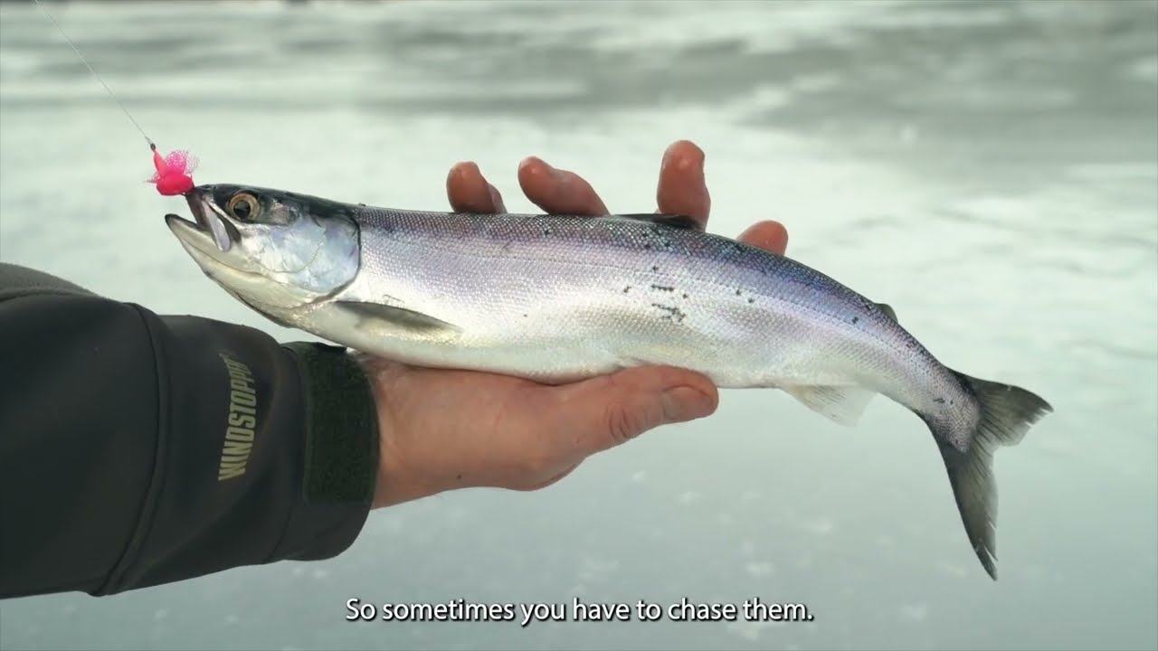 Brian Chan's Ice-Fishing Tips for Trout, Kokanee and Char