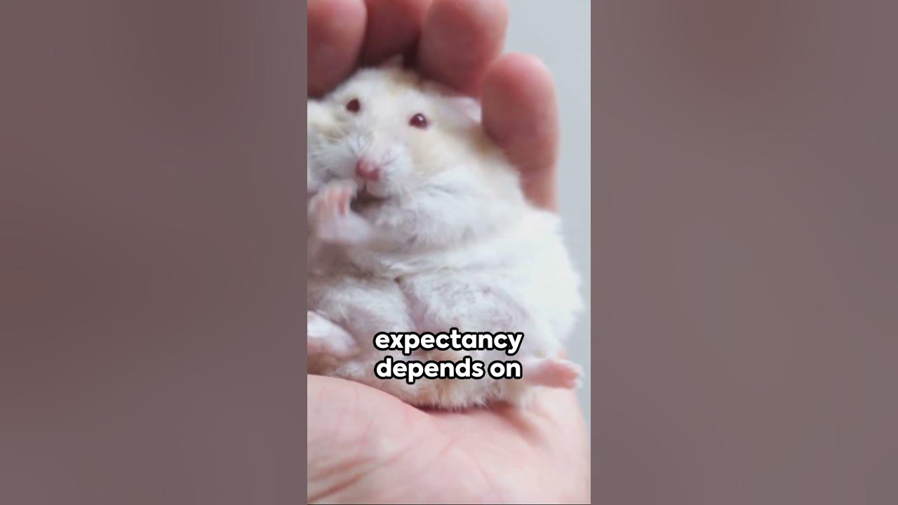 Mouse Lifespan How Long Do Pet Mice Live? YouTube