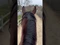 Gloomy morning with Lucky! #horse #thoroughbred #horseriders #riding #horseriding #trailhorse