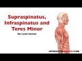 Intrinsic Shoulder Muscles Quiz