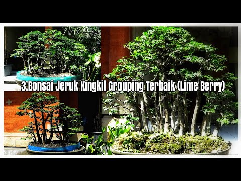 3 Bonsai Jeruk Kingkit Grouping Terbaik Lime Berry By Alesha Ramadhani