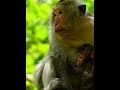 #Cutes Babies Monkey, And Daisy's baby# 157