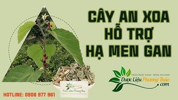 Cây an xoa hỗ trợ hạ men gan an toàn tại nhà, hiệu quả bất ngờ| Dược Liệu Phương Thảo