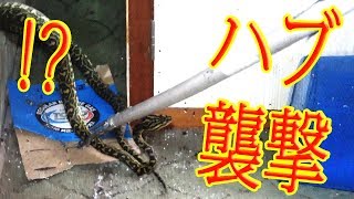 【ハブの巣】廃墟に入ったら巨大ハブが現れた！ 後編