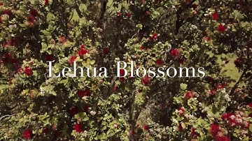 tons of Lehua Blossoms on the Native Ohia trees in this Hawaiian Forest