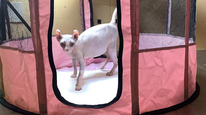 Video 1819321: sphynx cats kittens, sphynx cat mom, cat kitten cutekitten