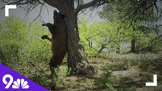 Colorado may see increase in human-bear conflicts this year