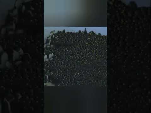 Только так они смогут противостоять стихии #животные #beyondfacts #animalfacts #животные #beyond
