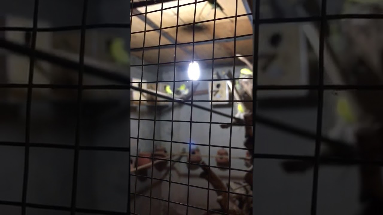 budgie band wiki Budgies x Cockatiel | budgies crossing/mating cockatiel