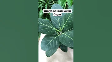 Фикус бенгальский Одри