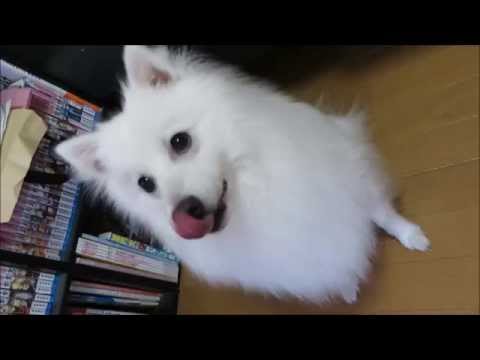 キャベツを食べる犬 日本スピッツ Youtube