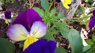 FIMI Palm slow-motion closeup test screenshot 5