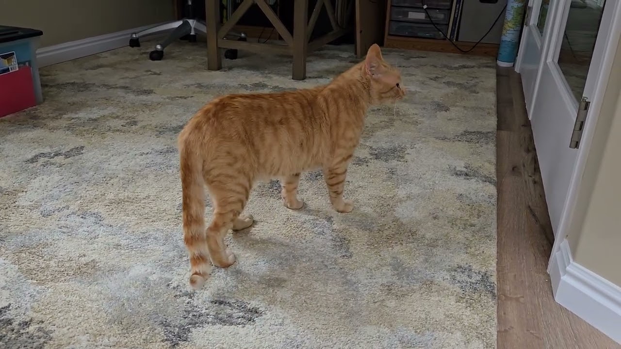 Shy came over to Mom